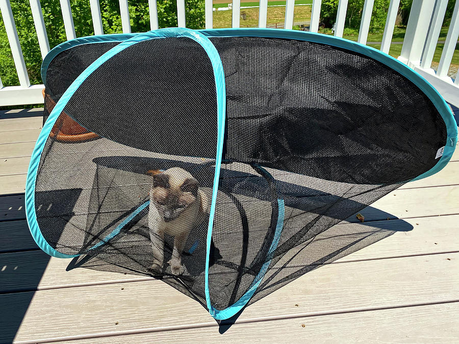 Cat Overturns Tent Photograph by Sally Weigand