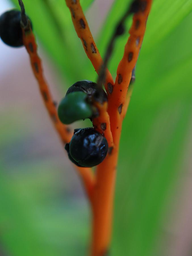 Cat Palm Berries Photograph by CG Abrams