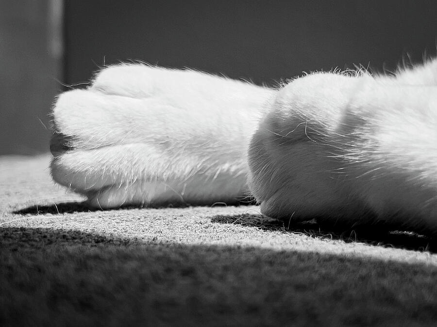 Cat Paws Photograph by Mary Lee Dereske Cat Paws Photograph by Mary Lee Dereske
