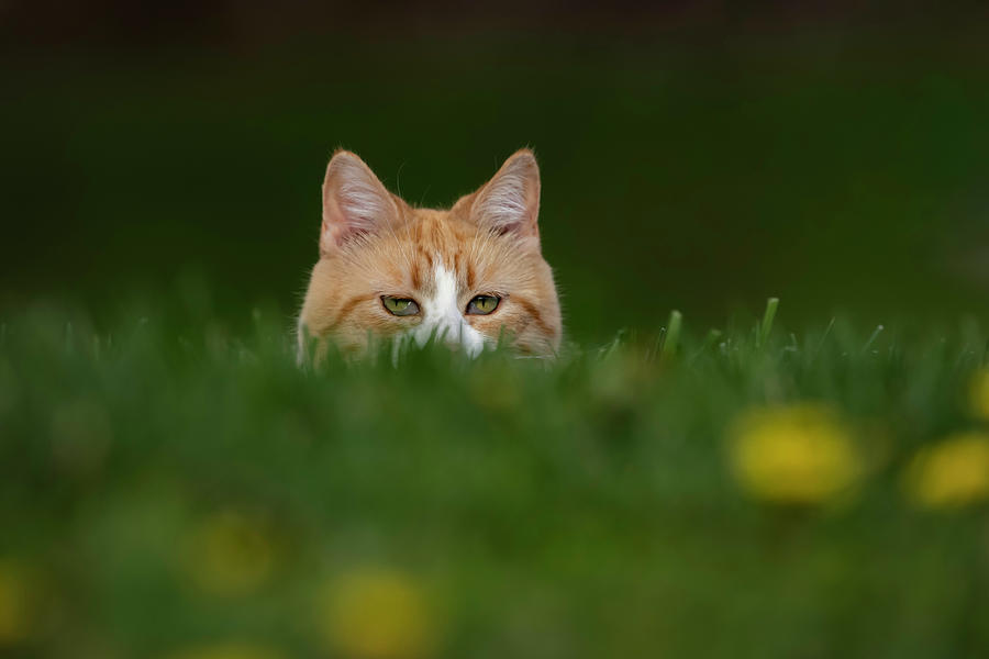 Cat Peeking Photograph by Deborah Penland