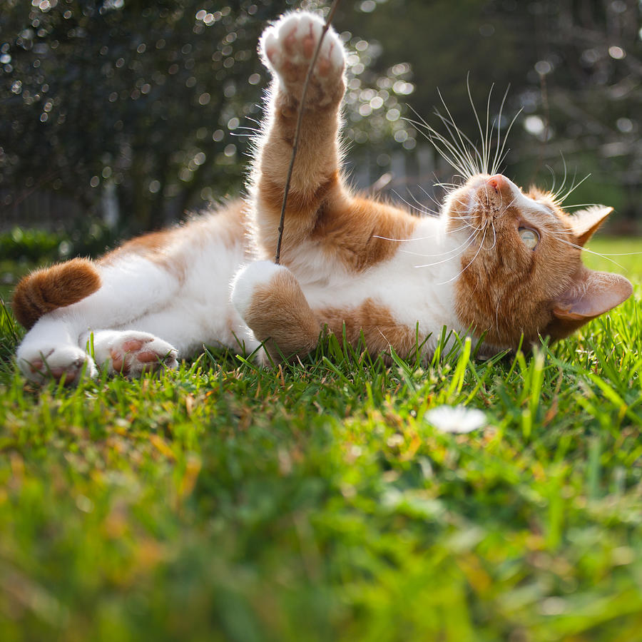 Cat playing in the sunshine Photograph by Elizabeth Livermore