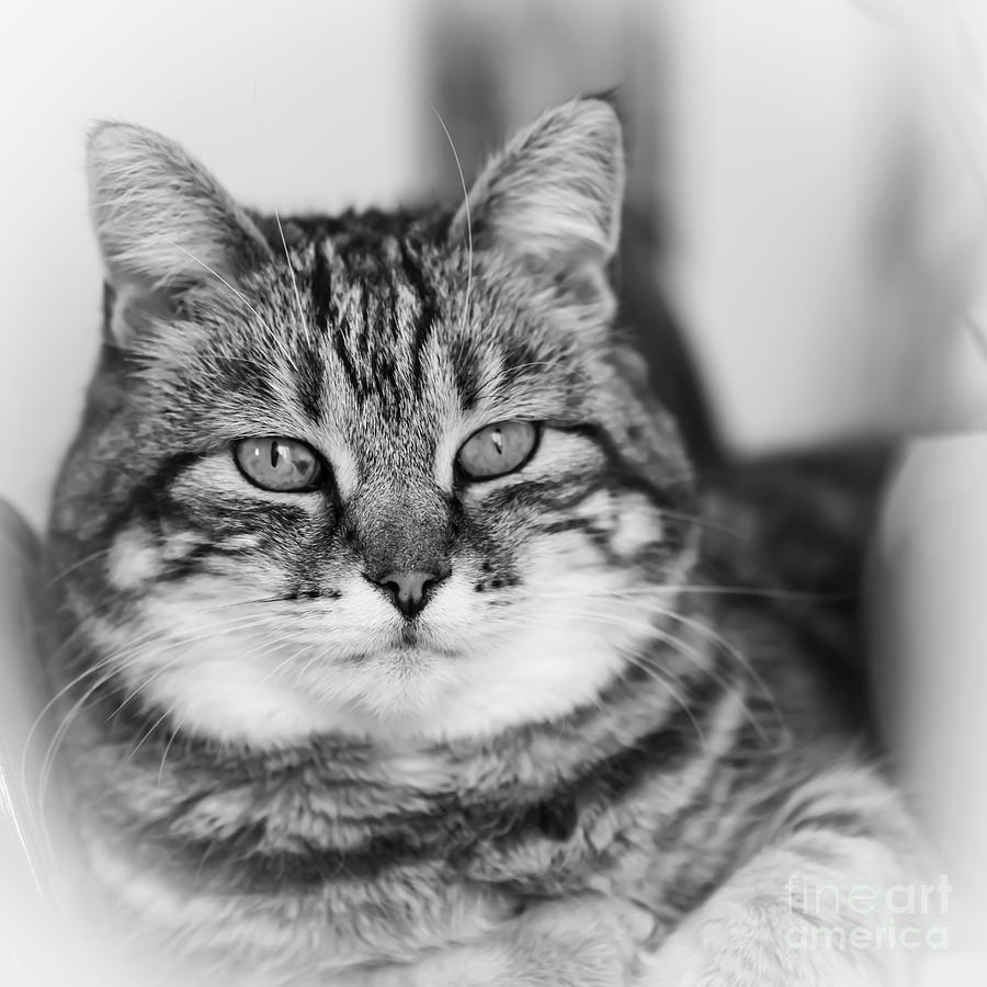 Cat Portrait Photograph by Catherine Sullivan