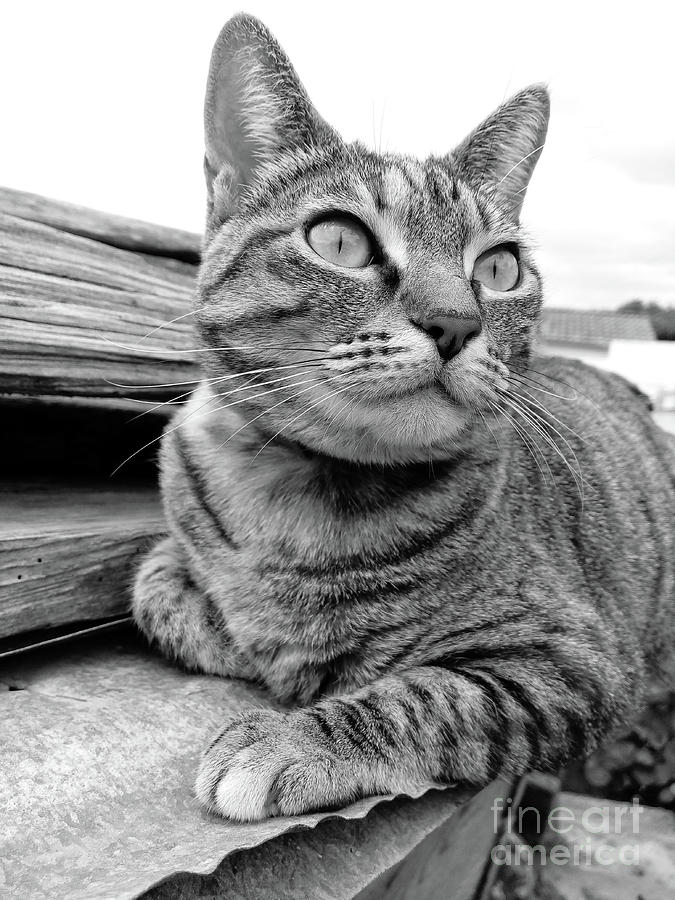 Cat portrait Photograph by Gaspar Avila
