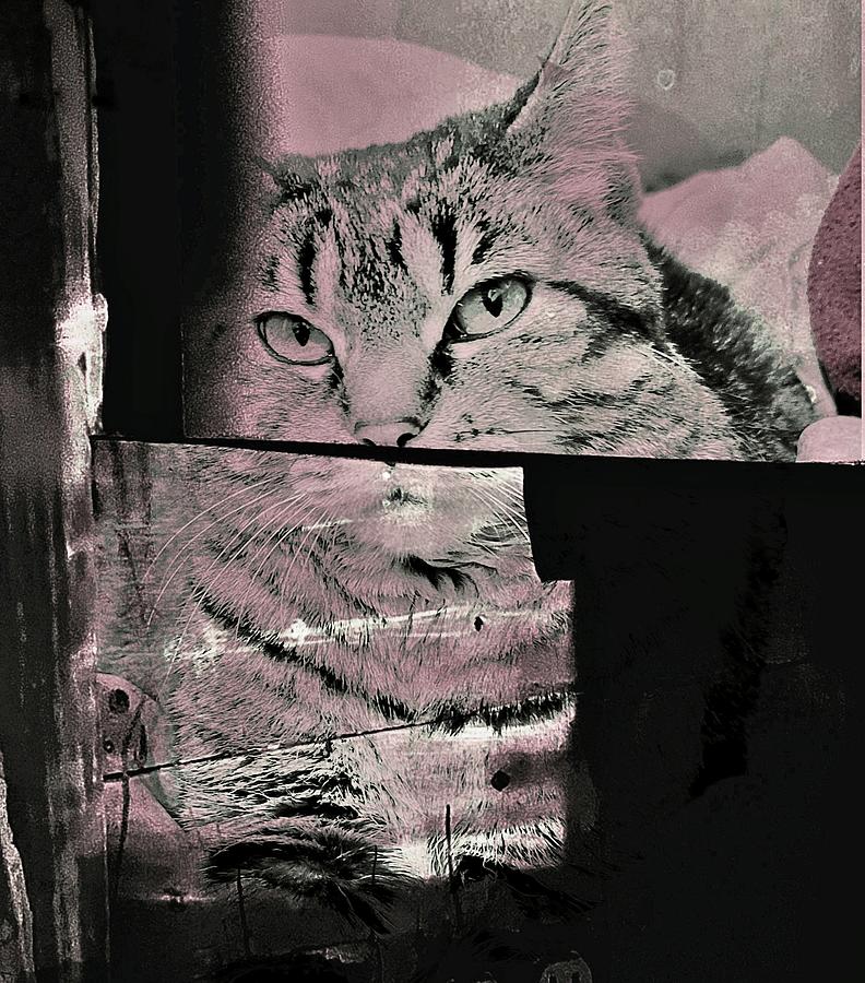 Abstract Cat Portrait Photograph by Kathy Barney