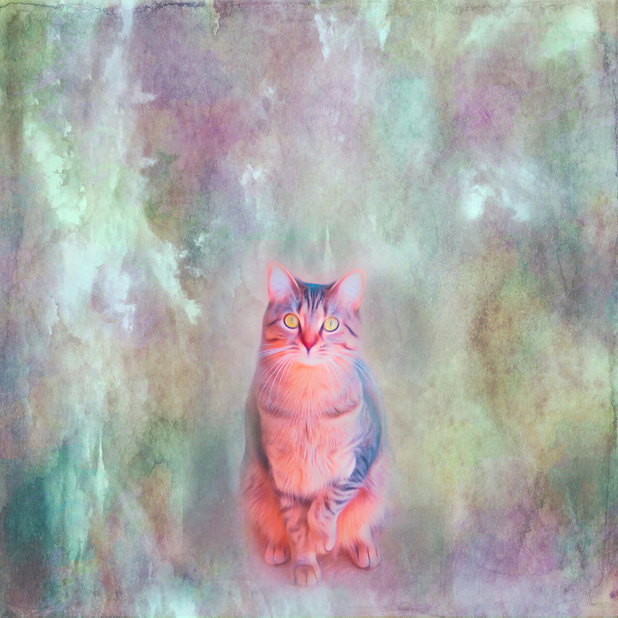 Cat Portrait Textured Photograph