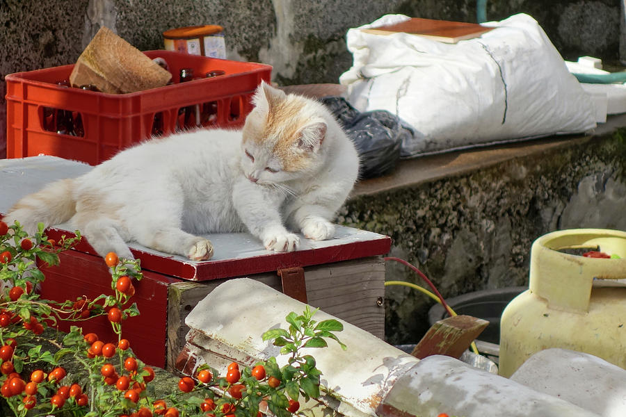 Cat Resting in the Sun in the Azores Photograph by John Twynam
