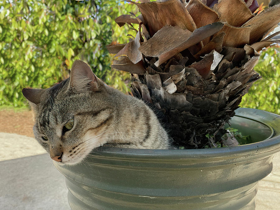 Cat Sitting In A Flower Pot Photograph by Deborah League