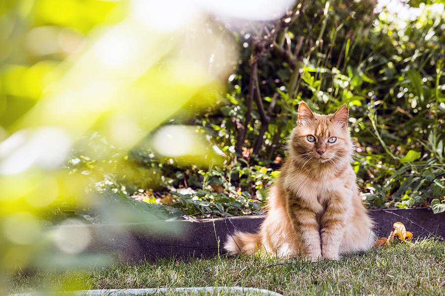 Cat sitting in backyard grass Photograph by Adam Hester