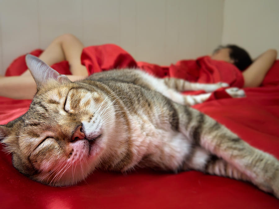 Cat Sleep Photograph by VII-photo