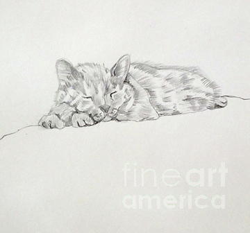 Sketches of cats on Behance