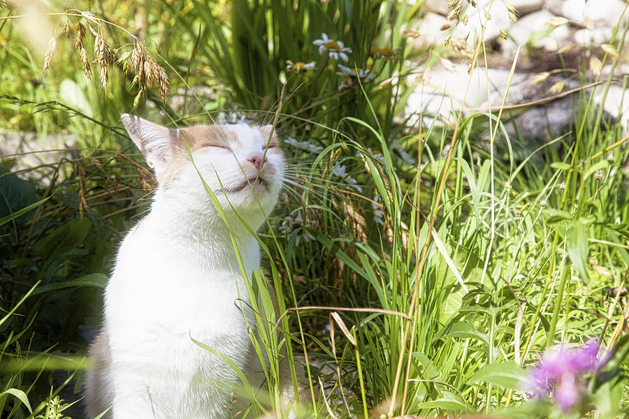 Cat smelling a blade of grass Photograph by Heinz Baumann Photography