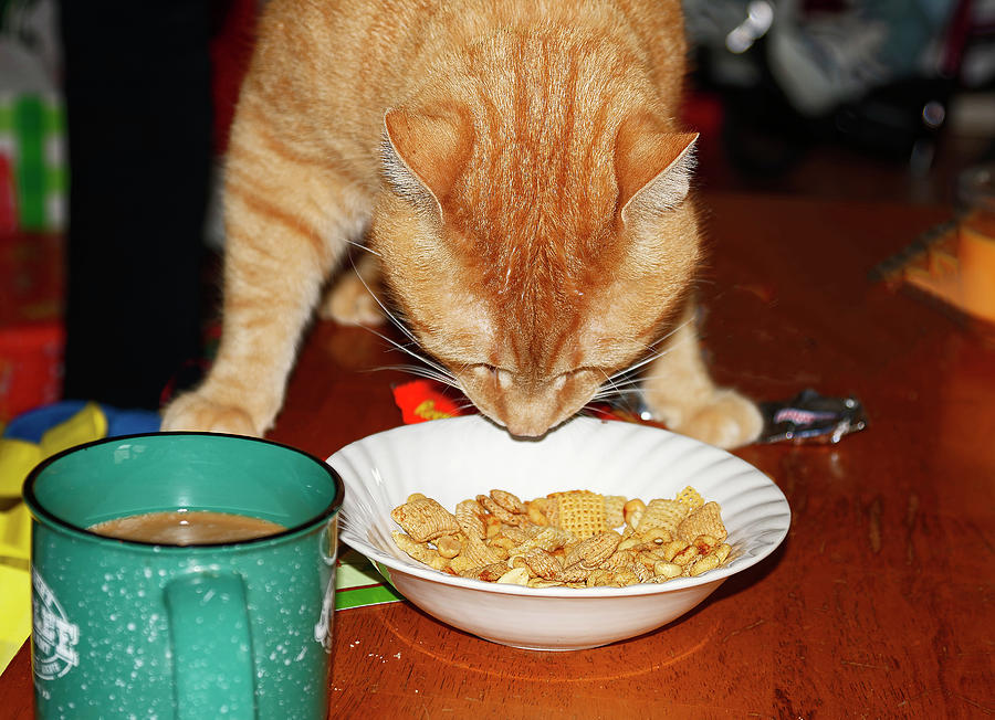 Cat Sniffing Chex Mix Photograph by Sally Weigand | Fine Art America