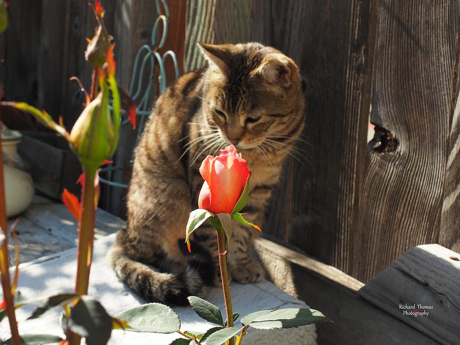 Cat Sniffing Rose Photograph by Richard Thomas