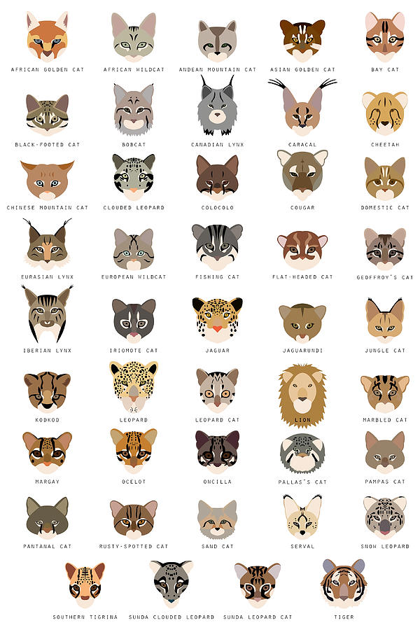 Cat Species Light Background Poster humor Painting by Gary Hall - Fine ...