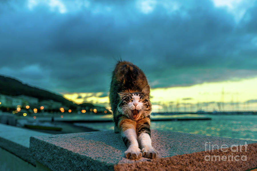 cat stretching in Marciana Marina at night Photograph by Benny Marty