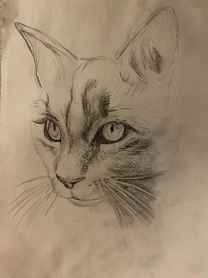 Cat Study Drawing by Taylor Cady - Fine Art America