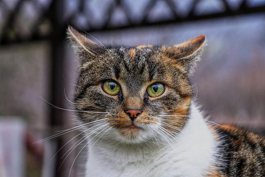 Cat Suprised Face. Cat Looks At Camera. Colorful Kitten Standing On Wooden Parapet And Looks Into Garden. She Watch Something. Domestic Moggie On Watch Photograph