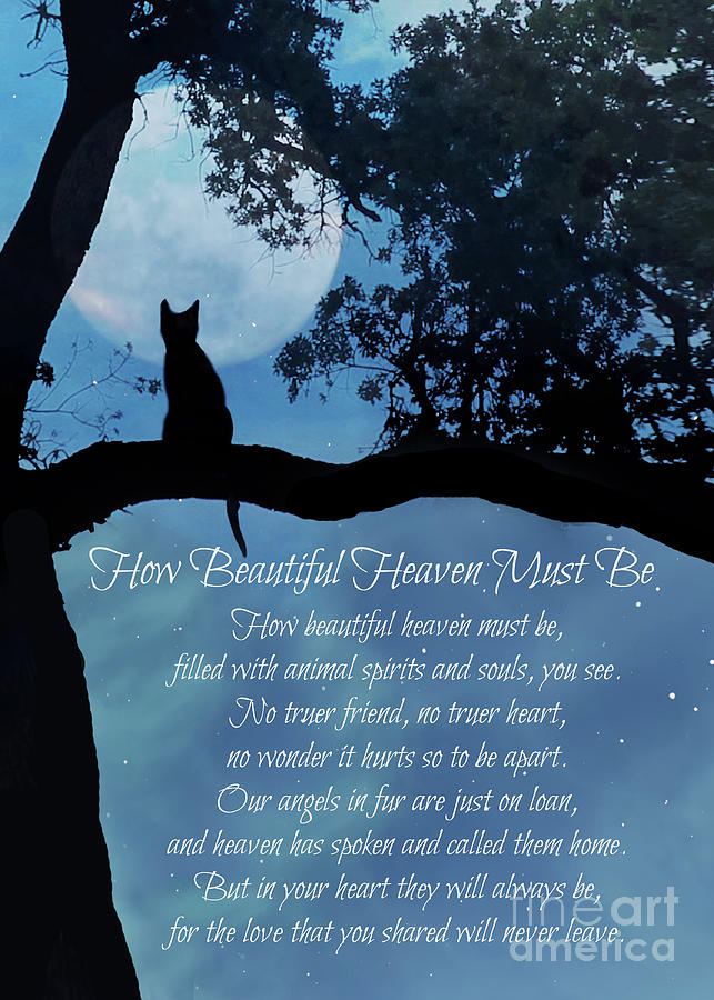 Cat Sympathy with Spiritual Poem Memorial for Pet Heaven is Beautiful Photograph by Stephanie Laird