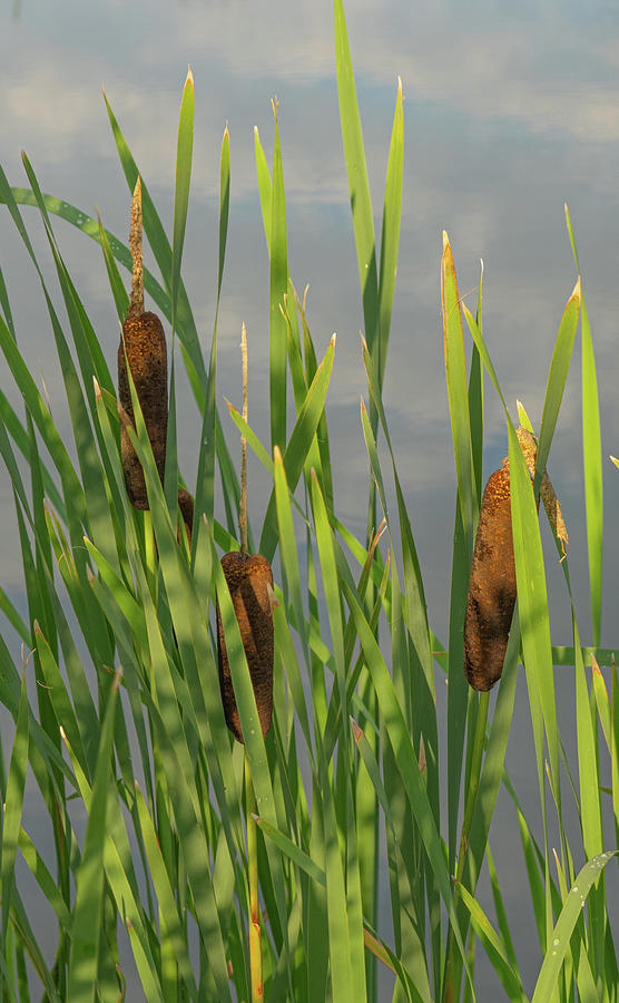 Summer Photograph - Cat Tail Reeds And Water by Phil And Karen Rispin