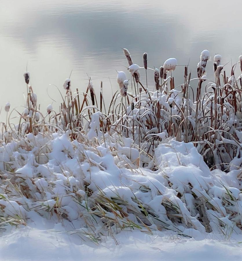 Winter Photograph - Cat Tails After A Snow Storm by Phil And Karen Rispin