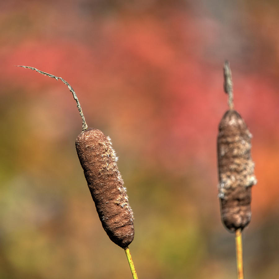 Cat Tails In Fall Photograph by Paul Freidlund