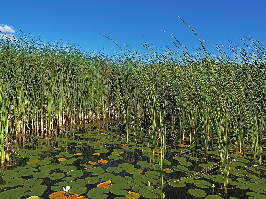 Cat Tails Lily Pads Photograph by Richard Thomas