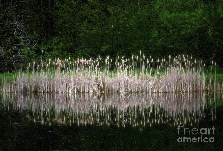 Cat Tails On The Shore Photograph by AnnMarie Parson-McNamara