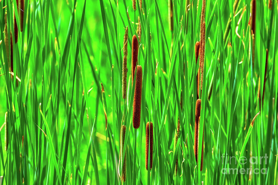 Cat Tails  Photograph by Tom Jelen