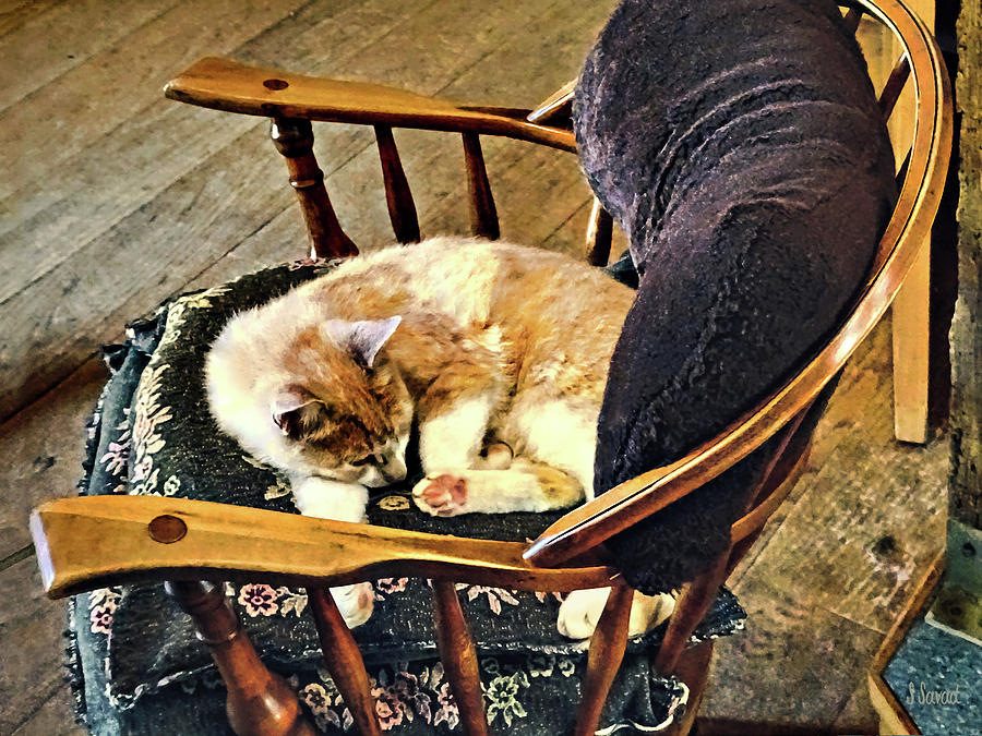 Cat Taking a Nap Photograph by Susan Savad