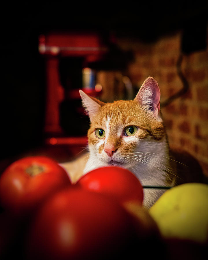Holiday Photograph - Cat Teodor hiding behind tomatoes by Lukasz Czajkowski Holiday Photograph - Cat Teodor hiding behind tomatoes by Lukasz Czajkowski