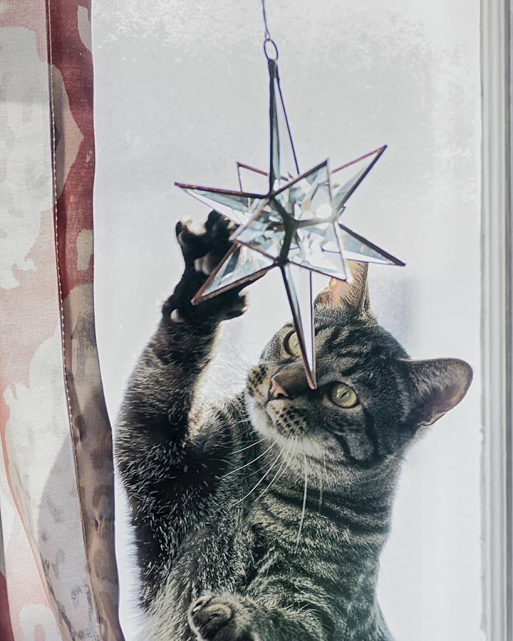 Cat Throwing Star Photograph by Sue Capuano