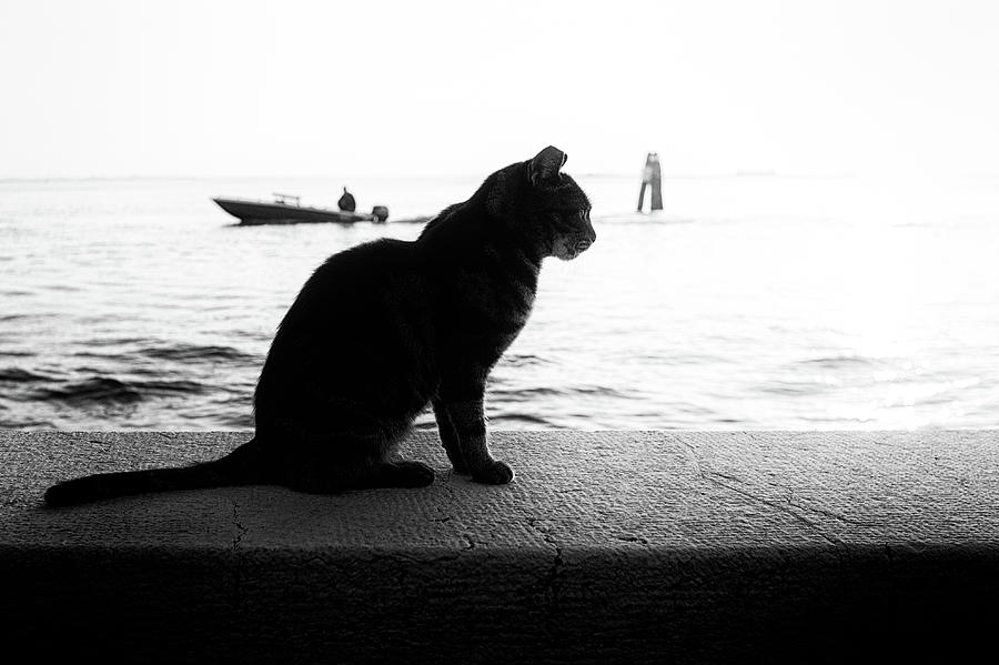 Cat, Venice Photograph by Eugene Nikiforov