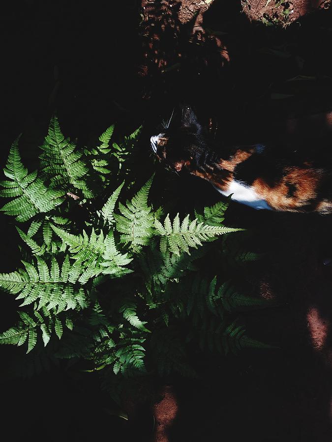 Cat Walking By Plant Photograph by Vinita Barretto / EyeEm Cat Walking By Plant Photograph by Vinita Barretto / EyeEm
