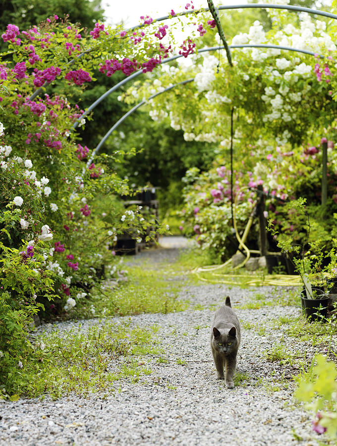 Cat walking on garden path Photograph by Johner Images