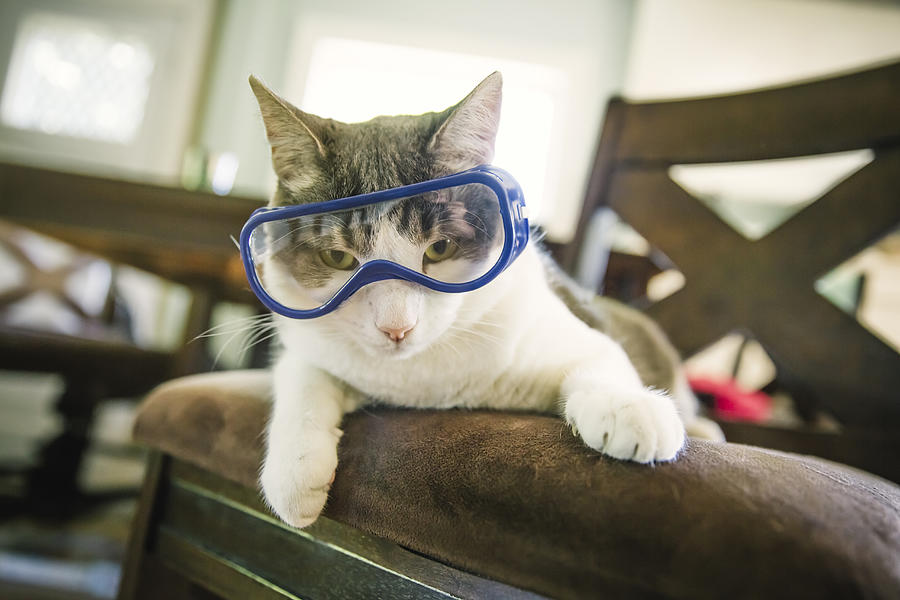 Cat wearing goggles on dining room chair Photograph by Inti St Clair