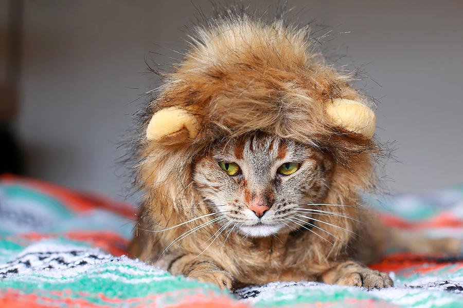 Cat Wearing Lion Mane Cat Wearing Costume Photograph by Jena Ardell
