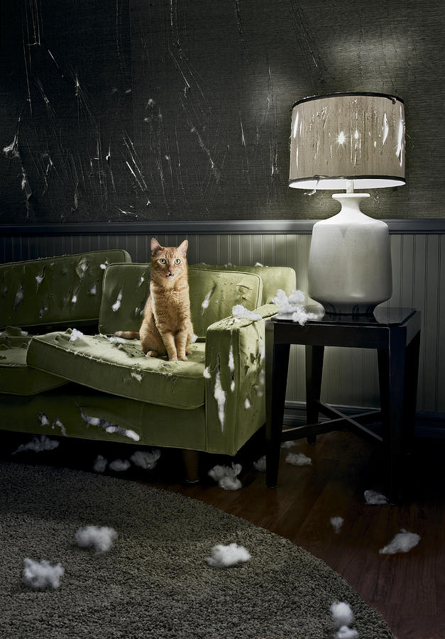 Cat with guilty look sitting on destroyed sofa Photograph by Zachary Scott