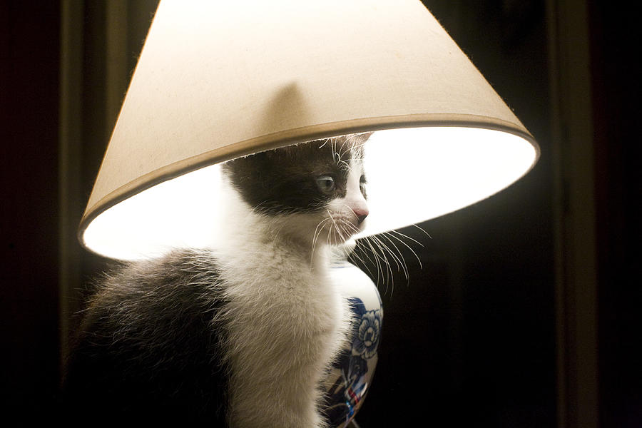 Cat with lampshade Photograph by Vanessa Van Ryzin, Mindful Motion Photography