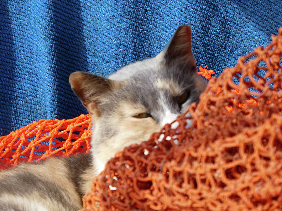 Cat with Orange Nautical Net Photograph by Marcia Socolik