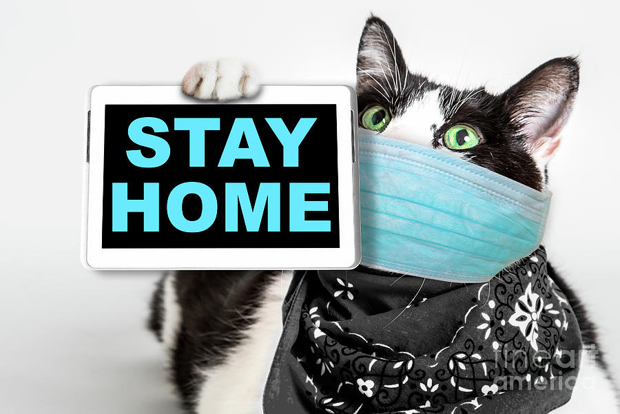 Cat with STAY HOME advice Photograph by Benny Marty