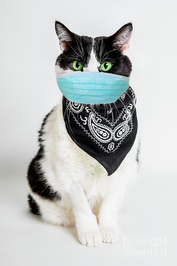 Cat With Surgical Mask Photograph by Benny Marty