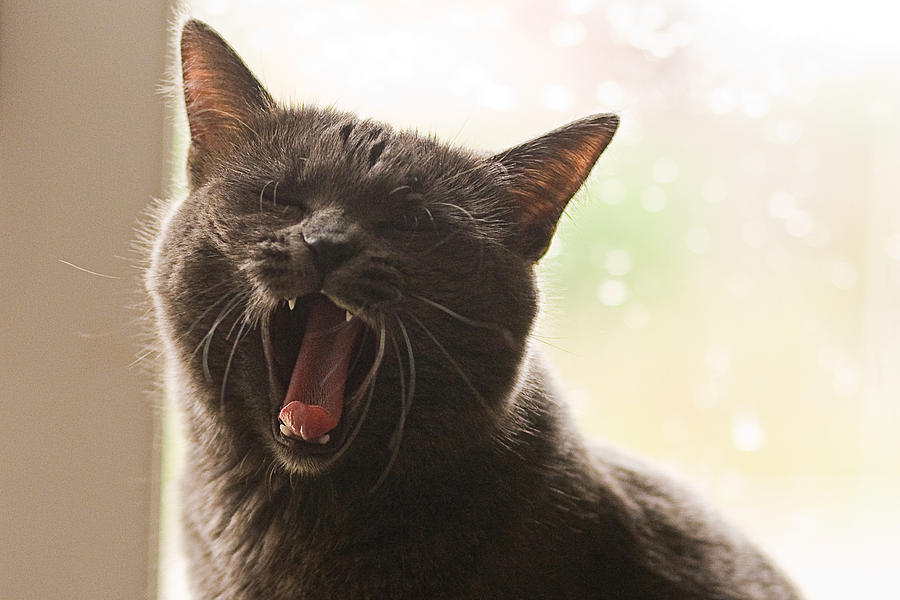 Cat yawn Photograph by Daniele Carotenuto Photography