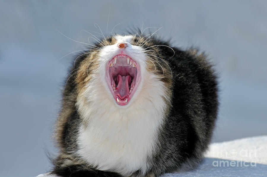 Cat yawning Photograph by George Atsametakis
