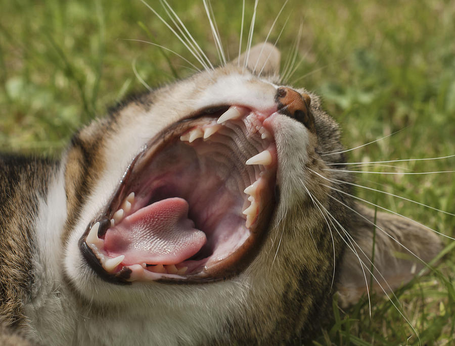 Cat yawning Photograph by John Dickson