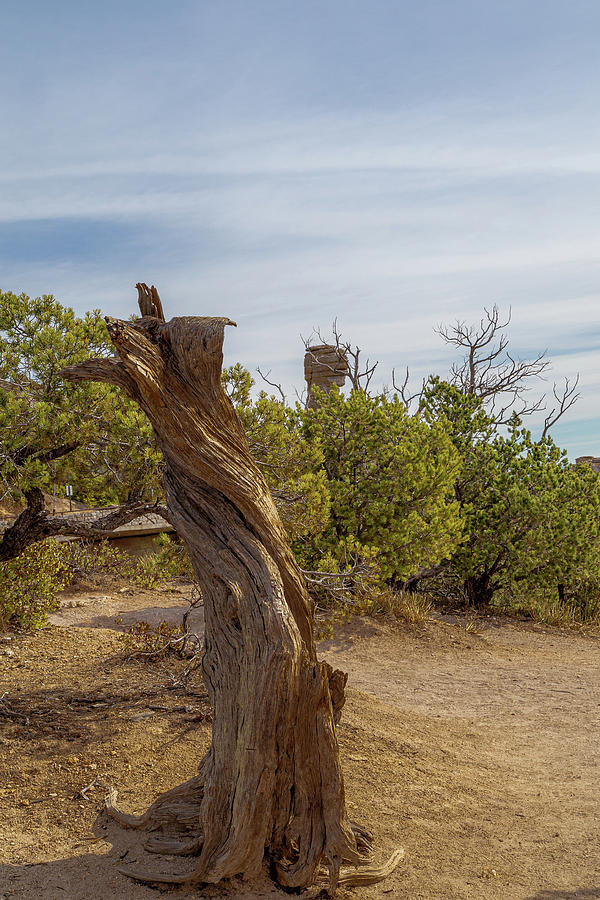 Catalina Highway Scenic Drive 13 Photograph by Cindy Robinson - Fine ...