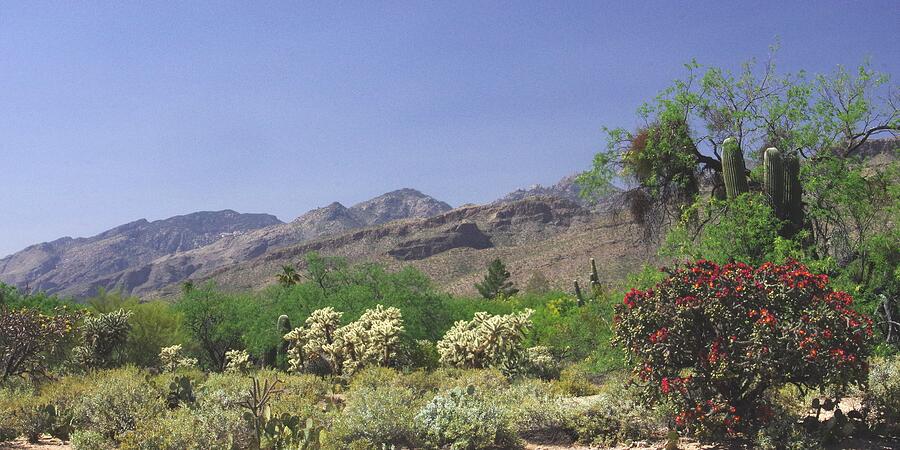 Catalina Mountains with Cholla Photograph by Pat Goltz - Fine Art America