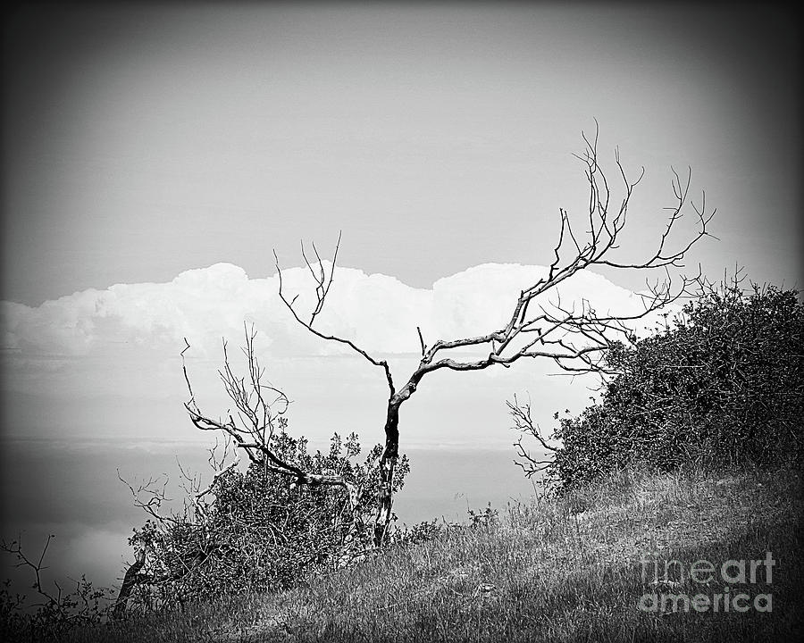 California Dreaming - Catalina Tree Reaching - BW Photograph by Chris Andruskiewicz