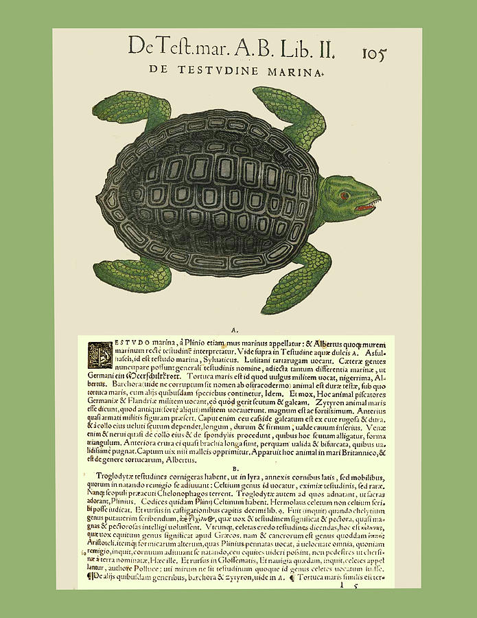 Catalog of Animals in Latin Sea Turtle Mixed Media by Lorena Cassady
