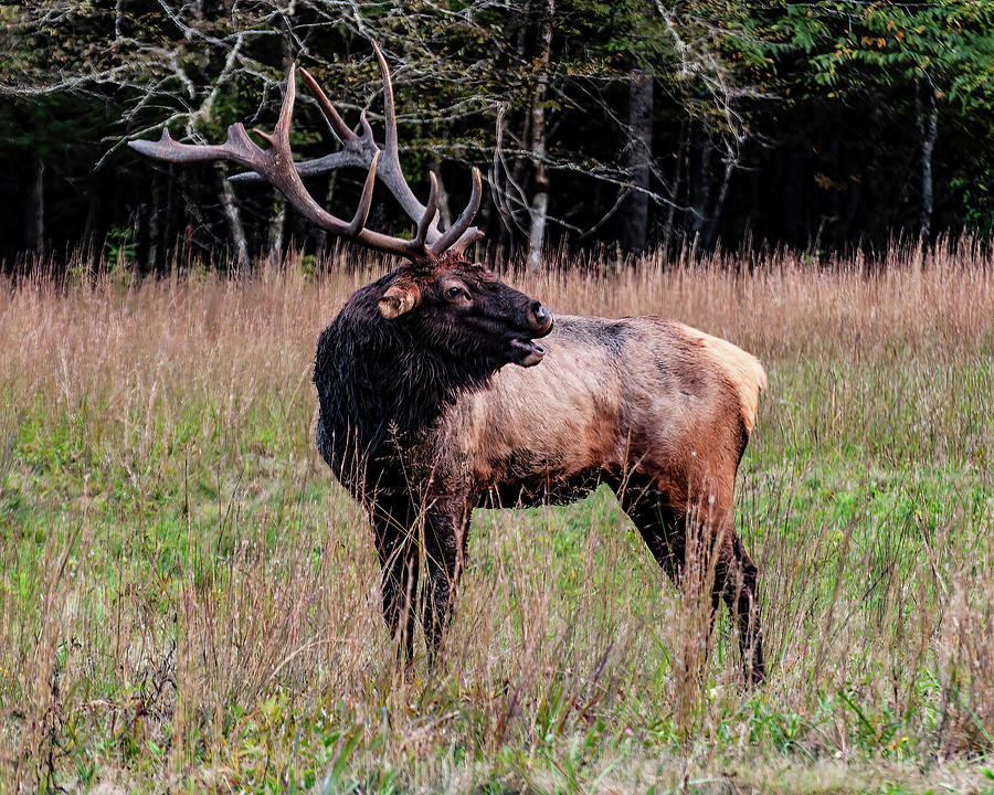 Cataloochee Valley Elk  Photograph by Flees Photos