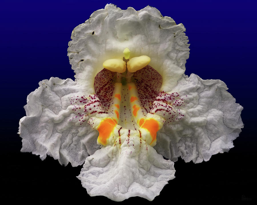 Catalpa Flower Closeup Photograph by Peter Herman Catalpa Flower Closeup Photograph by Peter Herman